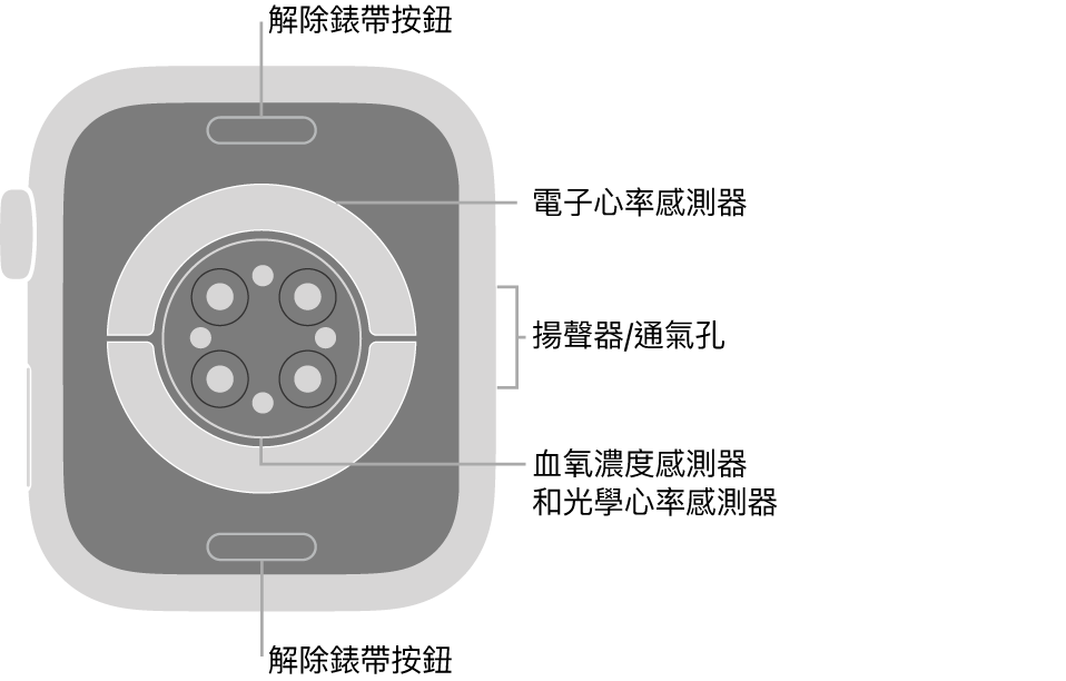 Apple Watch Series 6 的背面，頂端和底部為解除錶帶按鈕，中央為電子心率感測器、光學心率感測器，以及血氧濃度感測器，而側邊為揚聲器/通氣孔。