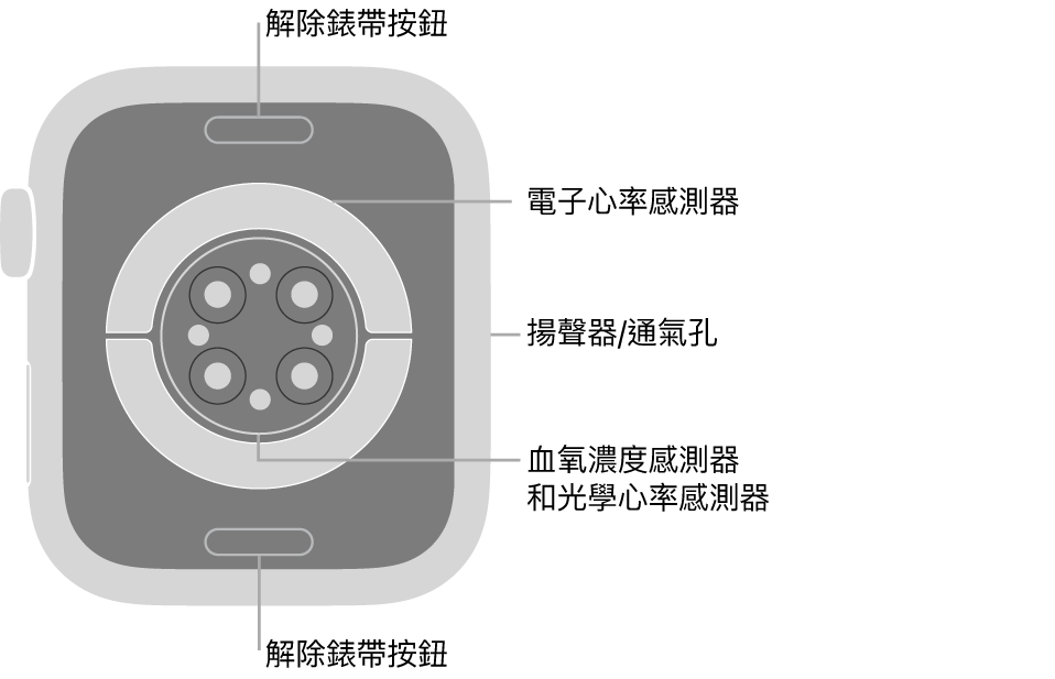 Apple Watch Series 7 的背面，頂端和底部為解除錶帶按鈕，中央為電子心率感測器、光學心率感測器，以及血氧濃度感測器，而側邊為揚聲器/通氣孔。