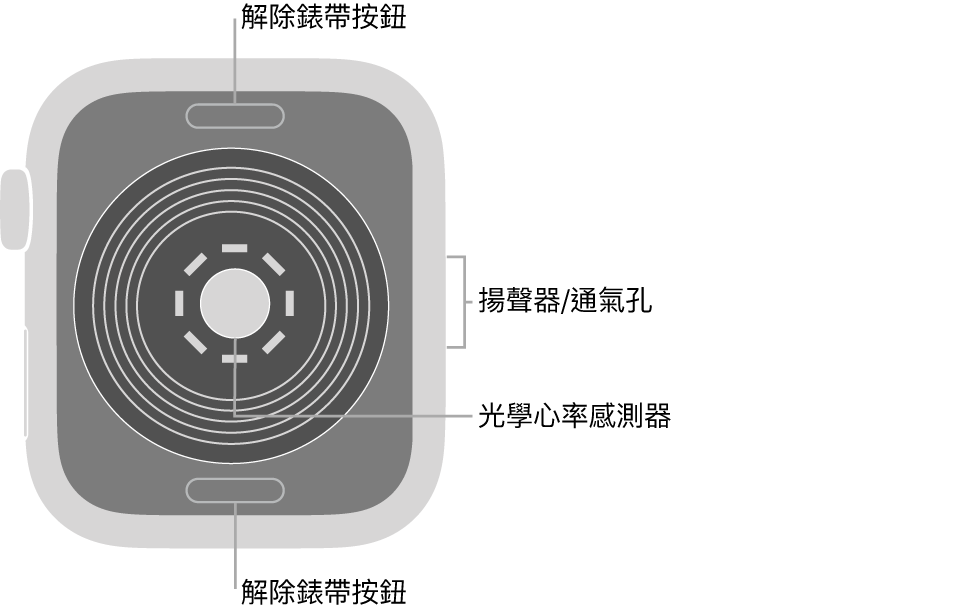Apple Watch SE 的背面，頂端和底部為解除錶帶按鈕，中央為光學心率感測器，而側邊為揚聲器/通氣孔。