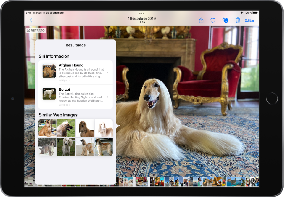Foto de un lebrel afgano abierta a pantalla completa. Un menú desplegable sobre la foto muestra los resultados del buscador visual: información de Siri sobre la raza del perro e imágenes web similares.