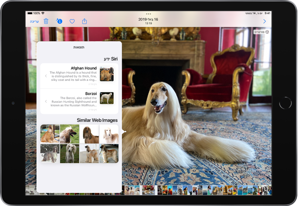 תמונה של כלב רוח אפגני פתוחה ומוצגת במסך מלא. תפריט קופצני מעל התמונה מציג את תוצאות ״חיפוש ויזואלי נרחב״: ״הידע של Siri״ על גזע זה של כלבים ו״דפים דומים מהאינטרנט״.
