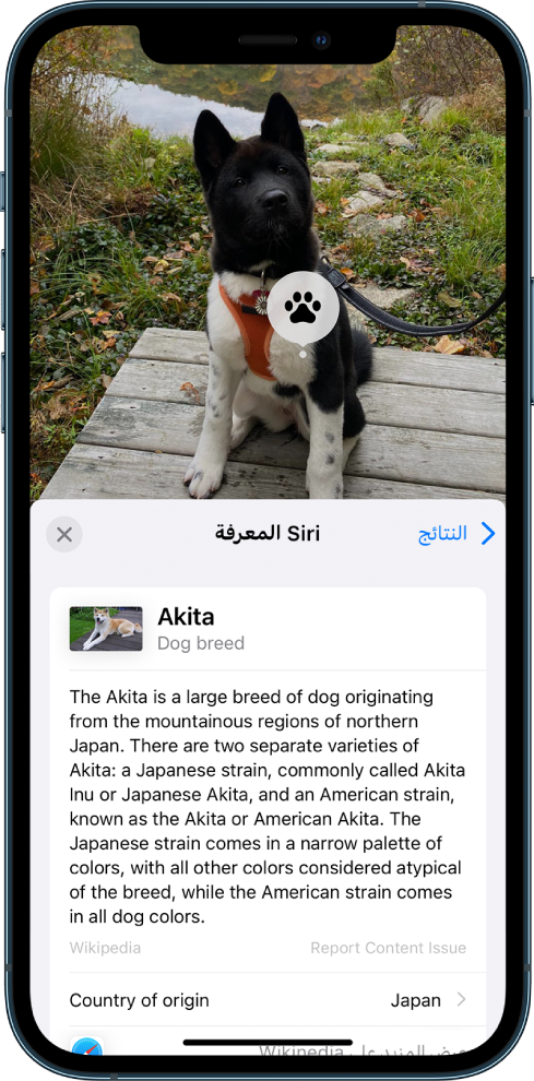 صورة لكلب. يوجد في المقدمة ملخص لمقال ويكيبيديا حول سلالة الكلاب من نتائج معرفة Siri.
