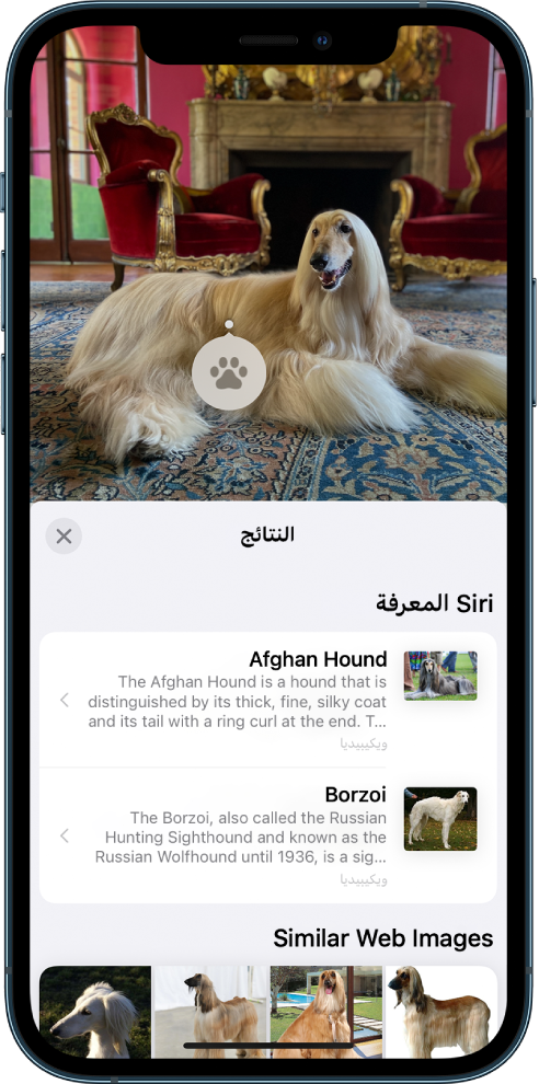 صورة مفتوحة في أعلى الشاشة. في الصورة يوجد كلب وعلى الكلب توجد أيقونة البحث العام المرئي. يُظهر النصف السفلي من الشاشة معرفة Siri، والتي تحتوي على مزيد من المعلومات حول سلالة الكلب، وصور ويب مماثلة، والتي تعرض صورًا مختلفة للسلالة.