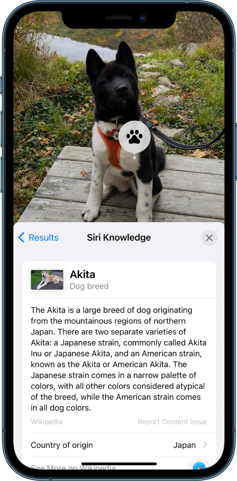 Изображение на куче. На преден план има обобщение на статия в Wikipedia за породата кучета от резултатите от функцията Siri Knowledge (Познание на Siri).