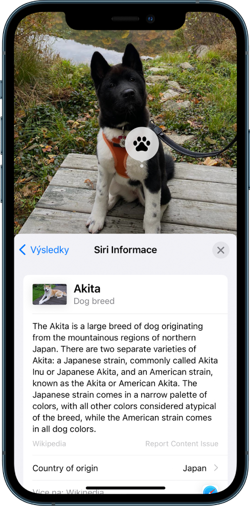 Snímek psa. V popředí je vidět souhrnnou část článku z Wikipedie o plemeni psa na snímku, převzatou z výsledků znalostní databáze Siri.