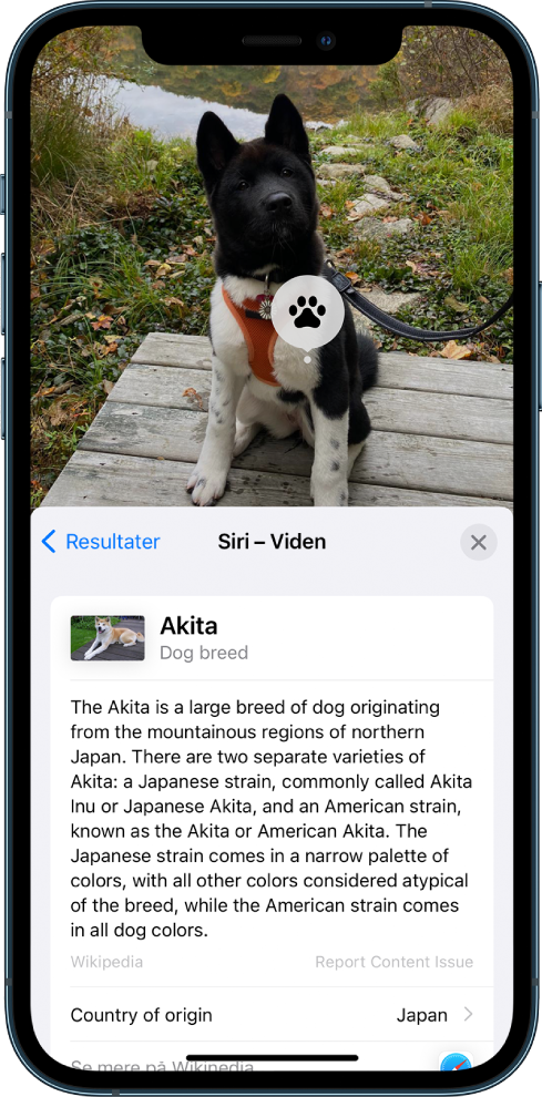 Et billede af en hund. I forgrunden er der et resume af en artikel i Wikipedia om hunderacen fra resultaterne fra Siri-viden.
