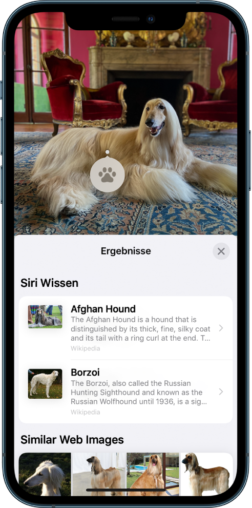 Oben befindet sich ein geöffnetes Foto. Auf dem Foto ist ein Hund zu sehen. Auf dem Hund befindet sich ein Symbol für die Funktion „Visuelles Nachschlagen“. Unten ist ein Abschnitt für Siri-Wissen zu sehen, der weitere Informationen über die Hunderasse enthält, sowie ein Abschnitt mit ähnlichen Bildern aus dem Internet, der weitere Bilder von Hunden der gleichen Rasse zeigt.