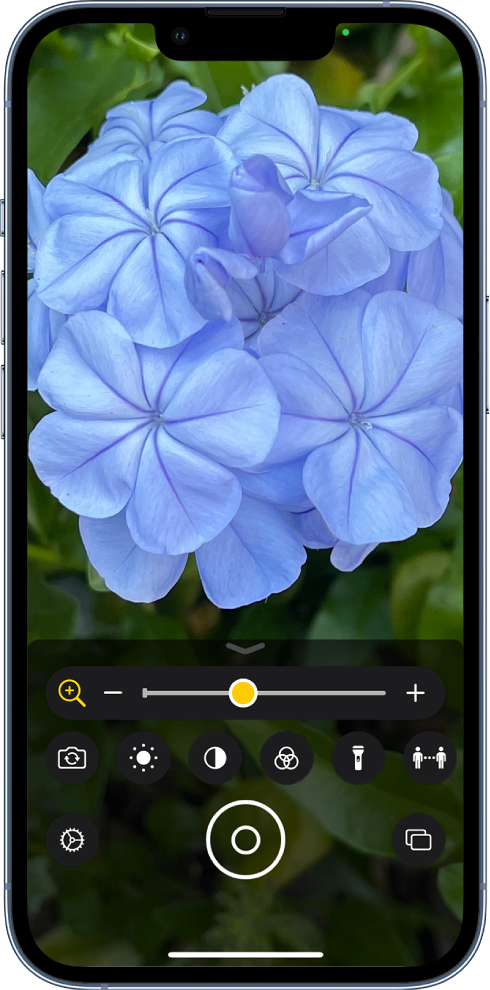 La pantalla de Lupa mostrando un acercamiento de una flor.