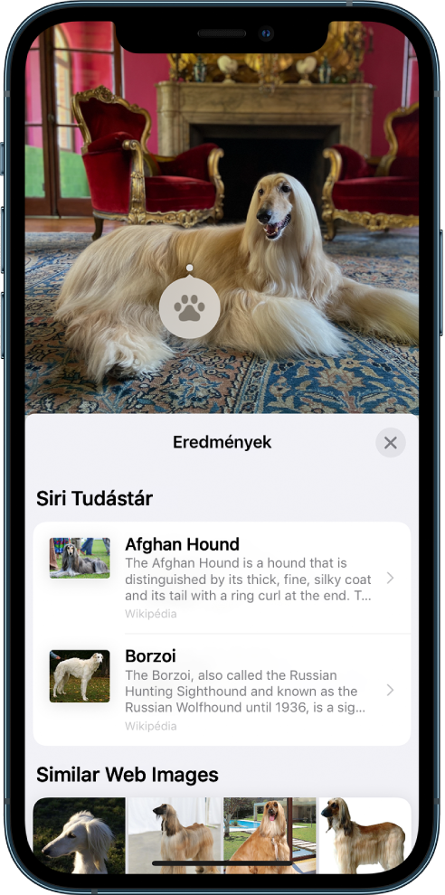 Egy fotó van megnyitva a képernyő tetején. A fotón egy kutya látható, a kutyán pedig a Vizuális definiálás ikonja. A képernyő alsó felén a Siri-tudásbázis látható a kutyafajtáról szóló információkkal és hasonló webes képekkel.