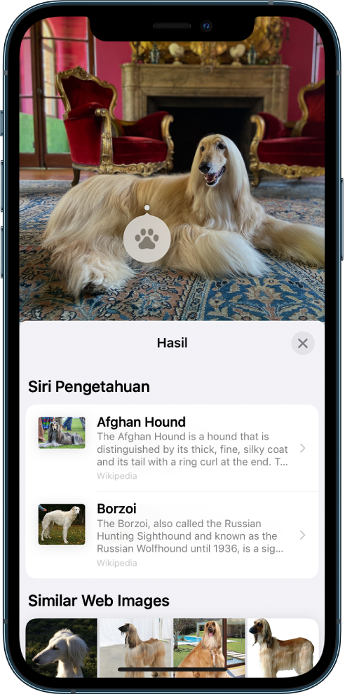Foto dibuka di bagian atas layar. Dalam foto terdapat anjing dan di anjing terdapat ikon Cari Tahu Visual. Bawah tengah layar menampilkan bagian untuk Wawasan Siri, yang berisi informasi lainnya mengenai jenis anjing, dan Gambar Web Serupa, yang menampilkan gambar jenis berbeda.