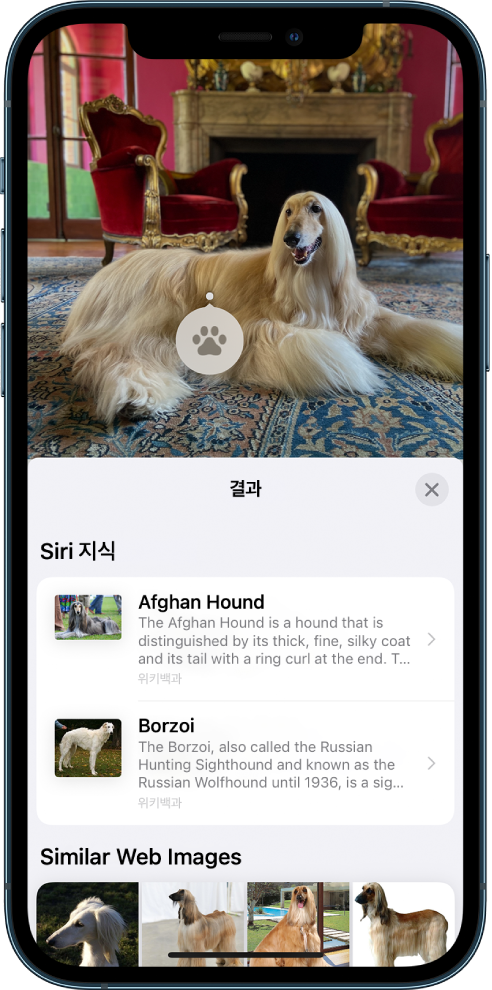 화면 상단에 열려 있는 사진. 사진 속에 반려견이 있고 반려견 위로 시각 자료 찾아보기 아이콘이 나타남. 화면 하단에 반려견 품종에 대한 Siri 지식 및 유사한 웹 이미지가 표시됨.