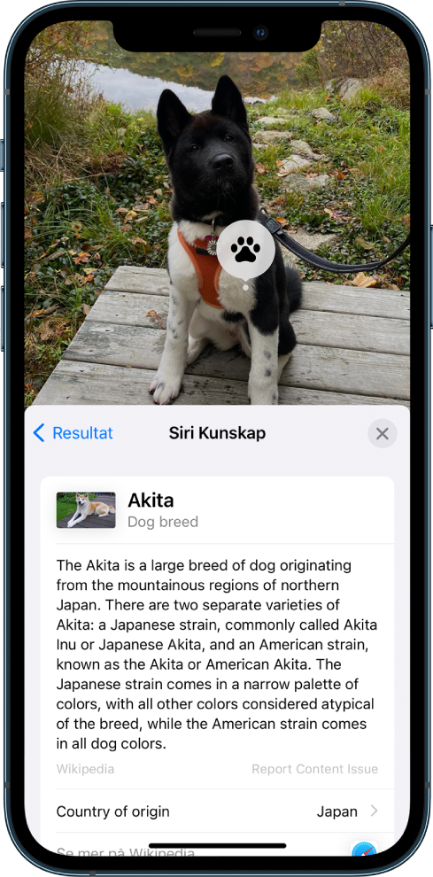 En bild på en hund. I förgrunden finns en sammanfattning av en Wikipedia-artikel om hundrasen från Siri-kunskapsresultat.