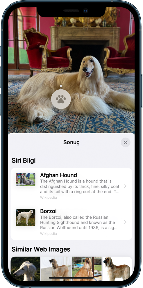 Ekranın en üstünde bir fotoğraf açık. Fotoğrafın içinde bir köpek ve köpeğin üzerinde Görsel Araştır simgesi var. Ekranın alt yarısı, köpek cinsiyle ilgili Siri bilgilerini ve benzer web görüntülerini gösteriyor.