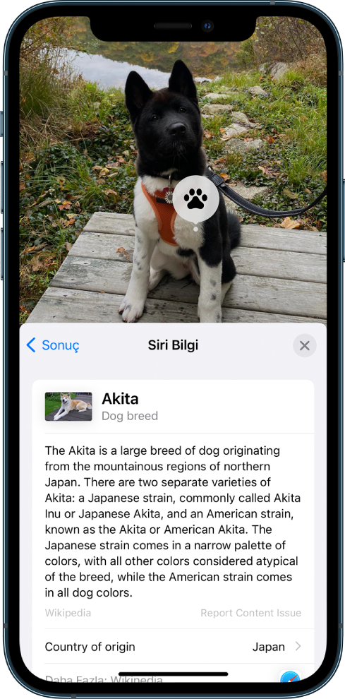 Bir köpek görüntüsü Ön planda, Siri Bilgisi sonuçlarından köpek ırkıyla ilgili Wikipedia makalesinin bir özeti var.