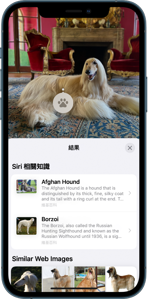 照片在螢幕的最上方打開。照片中有一隻狗，狗上有一個「圖像查詢」圖像。螢幕的下半部分顯示 Siri 對犬隻品種和「類似網路影像」的知識。