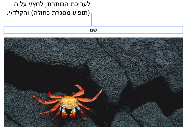 מציין המיקום של כותרת, ״כותרת״, מופיע מתחת לתמונה; קו מתאר כחול מסביב לשדה הכותרת מראה שהשדה נבחר.