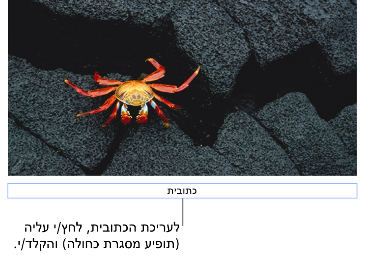 מציין המיקום של כתובית, ״כתובית״, מופיע מתחת לתמונה; קו מתאר כחול מסביב לשדה הכתובית מראה שהשדה נבחר.