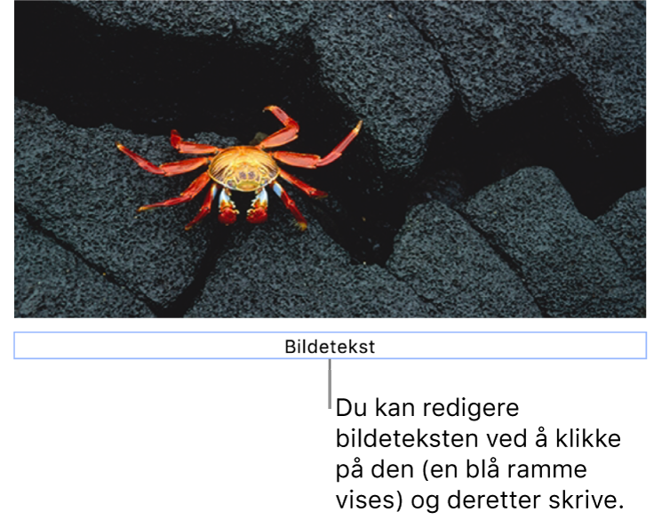 Plassholderbildeteksten «Bildetekst» vises under et bilde. Et blått omriss rundt bildetekstfeltet viser at det er markert.
