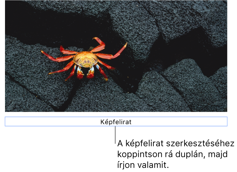 A helyőrző képfelirat „Képfelirat” egy fotó alatt látható, míg a képfelirat mező körül látható kék körvonal azt jelzi, hogy a mező ki van jelölve.