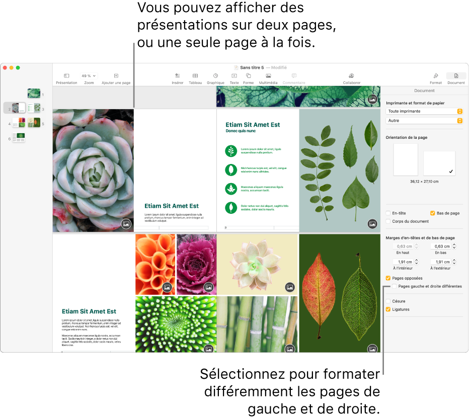 La fenêtre Pages avec les vignettes des pages et les pages du document affichées en présentation sur deux pages. Dans la barre latérale Document, à droite, la case « Pages gauche et droite différentes » n’est pas cochée.