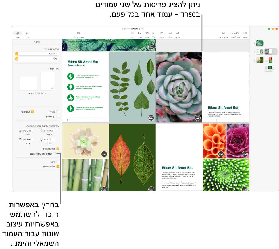 החלון של Pages עם תמונות ממוזערות של עמודים ועמודי מסמך שמוצגים בפריסה של שני עמודים. בסרגל הצד ״מסמך״ בצד שמאל, תיבת הסימון ״עמודים ימין ושמאל שונים״ לא מסומנת.