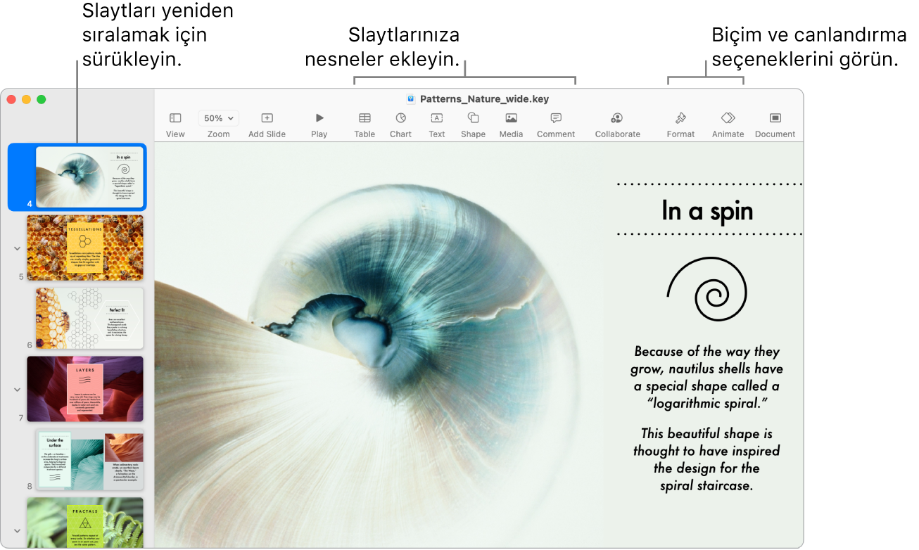 Sol tarafta slayt gezginini ve slaytları yeniden sıralamayı, en üstte araç çubuğunu ve düzenleme araçlarını, sağ üst tarafta Ortak Çalış düğmesini ve sağda Biçim ve Canlandır düğmelerini gösteren bir Keynote penceresi.
