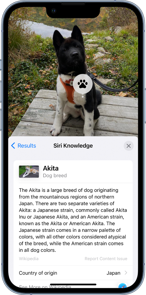 Imatge d’un gos. Al primer pla hi ha un resum d’un article de la Viquipèdia sobre la raça del gos, obtingut a través dels resultats de Siri.