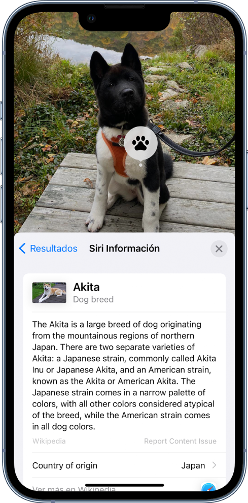 Una imagen de un perro. En primer plano se muestra un resumen de un artículo de Wikipedia sobre la raza de perro de los resultados de información de Siri.