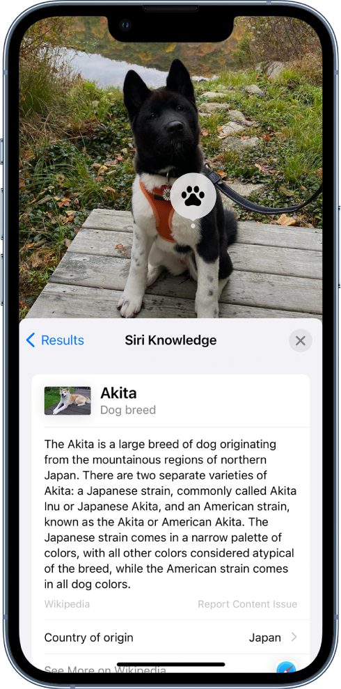 Attēls ar suni. Priekšplānā ir redzams Vikipēdijas raksta kopsavilkums par attiecīgo suņu šķirni no Siri Knowledge rezultātiem.