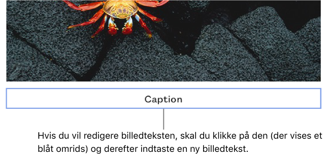 Eksempeltitlen, "Caption", vises oven over et foto. Et blåt omrids rundt om billedtekstfeltet viser, at det er valgt.