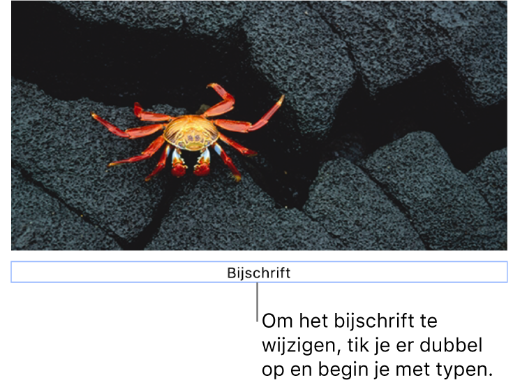 Onder een foto staat de plaatsaanduiding 'Bijschrift'. Een blauwe rand om het bijschriftveld geeft aan dat het geselecteerd is.