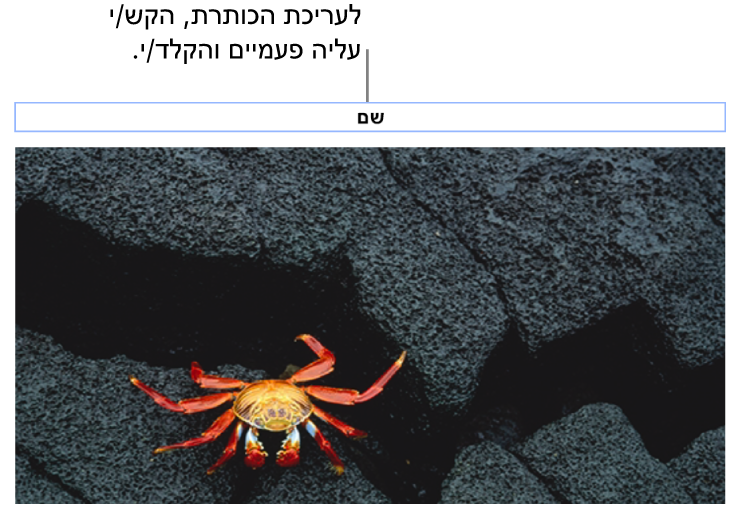 מציין המיקום של כותרת, ״כותרת״, מופיע מתחת לתמונה; קו מתאר כחול מסביב לשדה הכותרת מראה שהשדה נבחר.