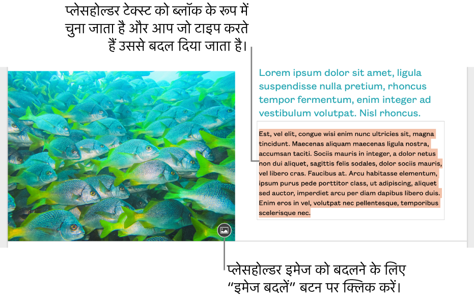 प्लेसहोल्डर टेक्स्ट और इमेज।