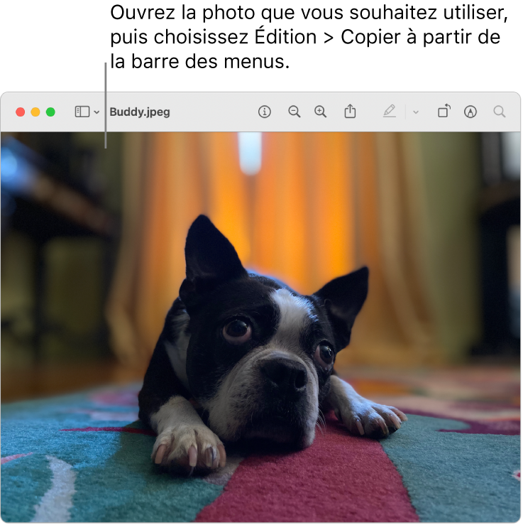 L’app Aperçu qui affiche une image à copier.