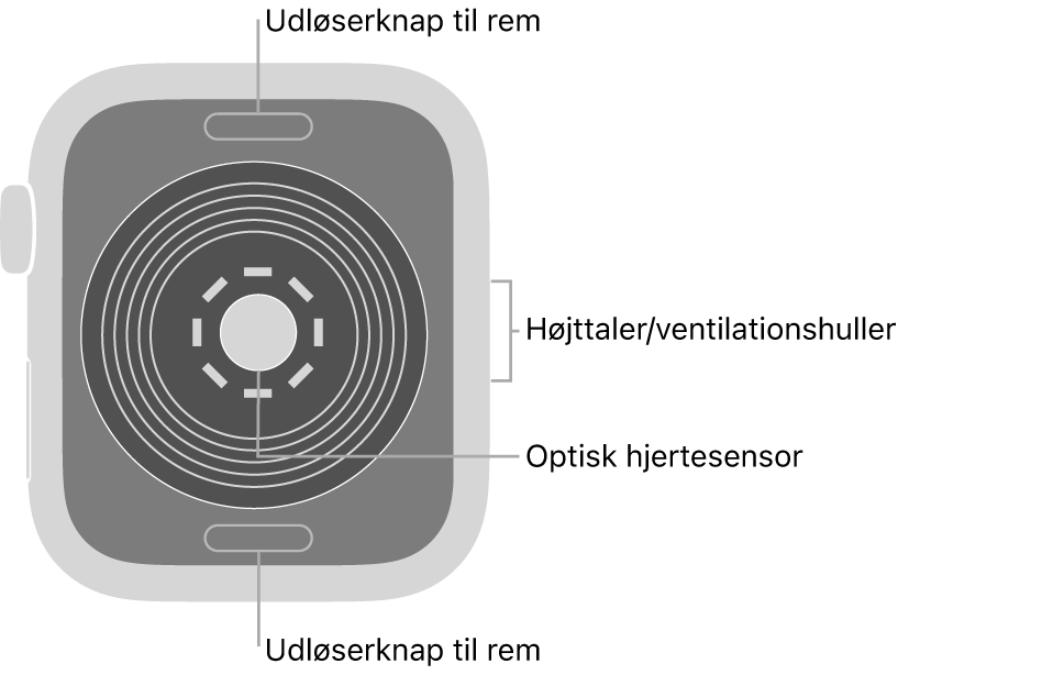 Bagsiden af Apple Watch SE med udløserknapperne foroven og forneden, den optiske pulsmåler i midten og højttaleren/ventilationshullerne på siden.