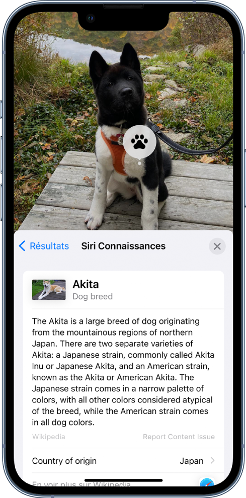 Une image représentant un chien. Au premier plan se trouve le résumé d’un article de Wikipédia sur la race du chien à partir des résultats des connaissances Siri.