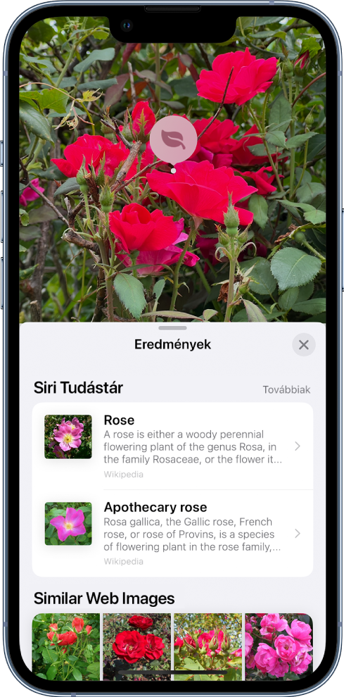 Egy fotó van megnyitva a képernyő tetején. A fotón egy rózsa látható, a rózsán pedig a Vizuális definiálás ikonja. A képernyő alsó felén a Siri-tudásbázis látható a rózsákról szóló információkkal és hasonló webes képekkel.