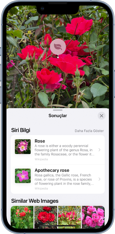 Ekranın en üstünde bir fotoğraf açık. Fotoğrafın içinde bir gül ve gülün üzerinde Görsel Araştır simgesi var. Ekranın alt yarısı, güllerle ilgili Siri bilgilerini ve benzer web görüntülerini gösteriyor.