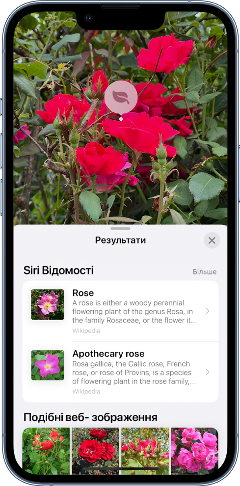 Угорі екрана відкрито фотографію. На фотографії зображено троянду, на якій відображено іконку «Візуальний пошук». У нижній половині екрана показані відомості від Siri про троянди й подібні зображення з інтернету.