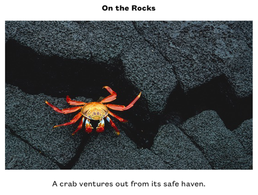 A photo of a small yellow and red crab on some black rocks. Above the photo is the title, “On the Rocks,” and below the photo is the caption “A crab ventures out from its safe haven.”