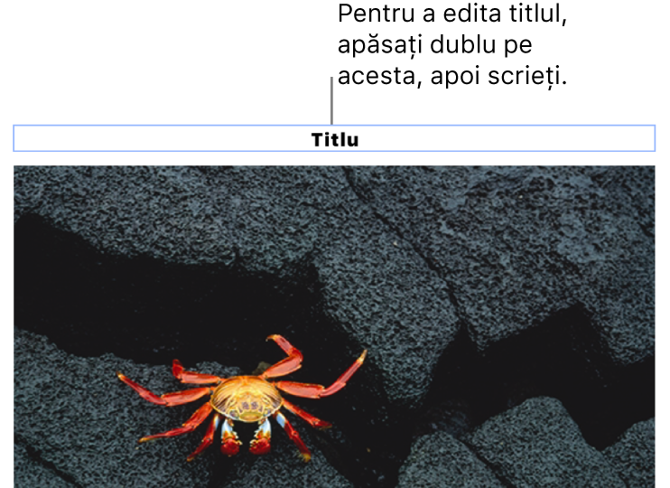 Titlul substituent, „Titlu”, apare sub o poză; un contur albastru în jurul câmpului titlului arată că acesta este selectat.