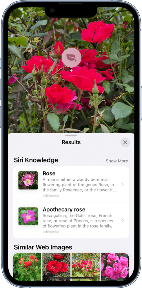 Ekrano viršuje atidaryta nuotrauka. Nuotraukoje yra rožė, o ant rožės yra „Visual Lookup“ piktograma. Apatinėje ekrano dalyje rodomos „Siri“ žinios apie rožes ir panašius interneto vaizdus.