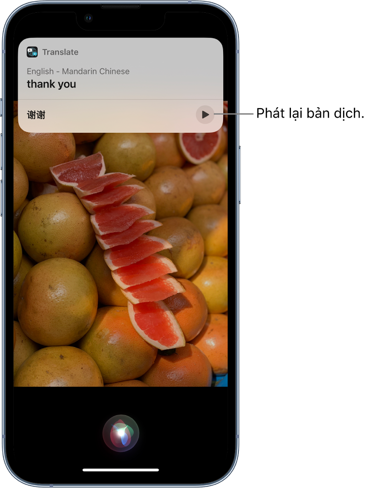 Siri hiển thị một bản dịch của cụm từ Tiếng Anh “thank you” sang Tiếng Hoa phổ thông. Một nút ở cuối bản dịch phát lại âm thanh của bản dịch.