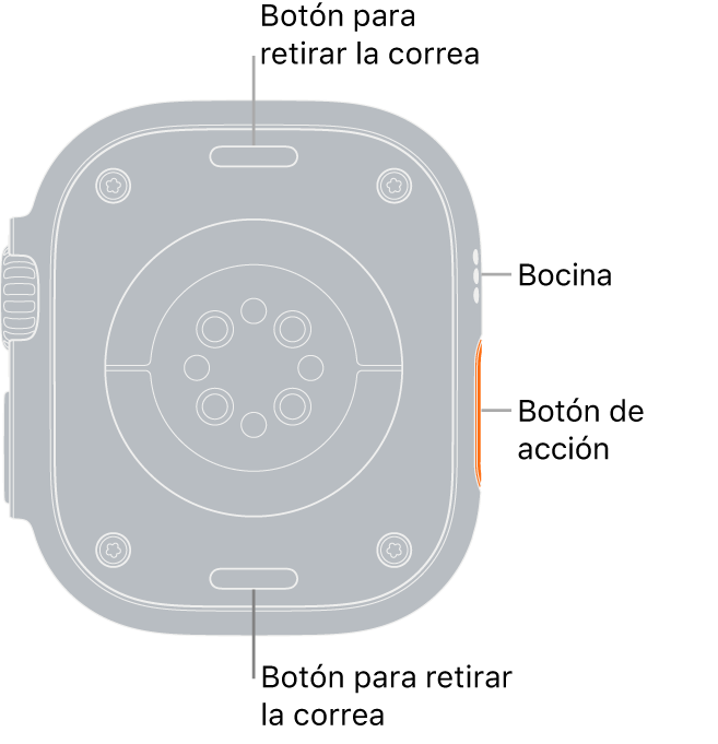 En el reverso del Apple Watch Ultra se muestran los botones de liberación de correa en la parte superior e inferior; los sensores eléctricos y ópticos para medir la frecuencia cardiaca y los sensores para medir los niveles de oxígeno en la sangre en el centro; y la bocina/ranuras de aire en un lado.