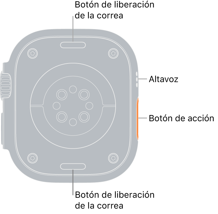 La trasera del Apple Watch Ultra, con los botones de liberación de la correa arriba y abajo, los sensores eléctricos de frecuencia cardiaca, los sensores ópticos de frecuencia cardiaca y los sensores de los niveles de oxígeno en sangre en el medio, y el altavoz/orificios de ventilación en el lateral.