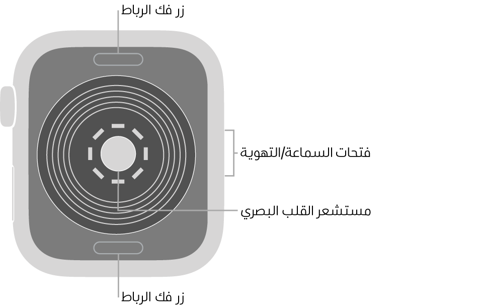الجزء الخلفي من Apple Watch SE ويظهر به زرا تحرير الرباط في الأعلى والأسفل ومجس القلب الكهربائي في المنتصف وفتحات السماعة/التهوية على الجانب.