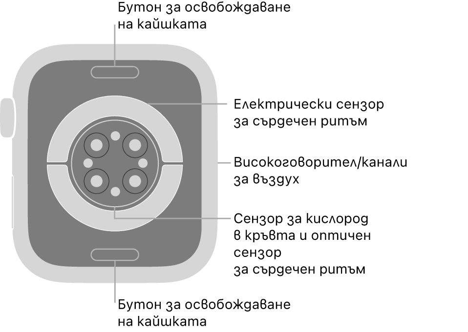 Задната страна на Apple Watch Series 8 с бутоните за освобождаване на каишката горе и долу, електрическите сензори за сърдечен ритъм, оптическите сензори за сърдечен ритъм и сензорите за нивото на кислород в кръвта в средата и говорителя/въздушната клапа встрани.