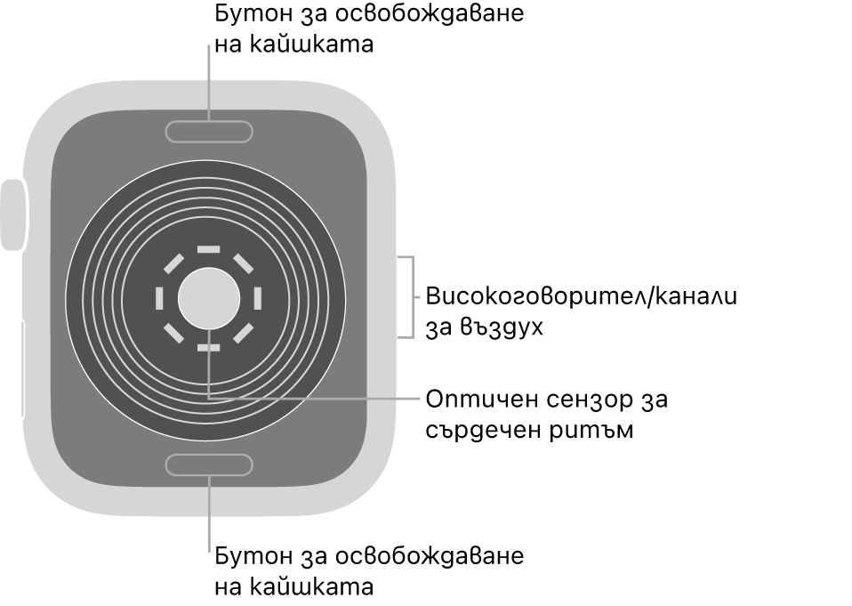 Задната страна на Apple Watch SE с бутоните за освобождаване на каишката горе и долу, оптическия сензор за сърдечен ритъм в средата и говорителя/вентилационния отвор встрани.