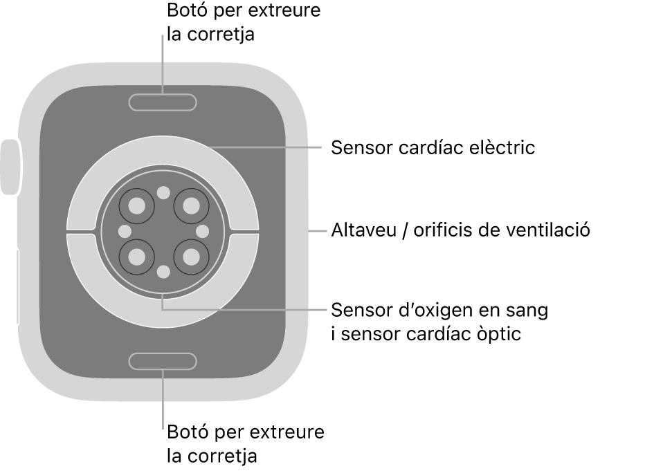 La part de darrere de l’Apple Watch Series 8 mostra els botons per obrir la corretja a dalt i a baix; els sensors elèctrics cardíacs, els sensors òptics cardíacs i els sensors d’oxigen en sang al mig, i l’altaveu i les sortides de ventilació a la part lateral del rellotge.