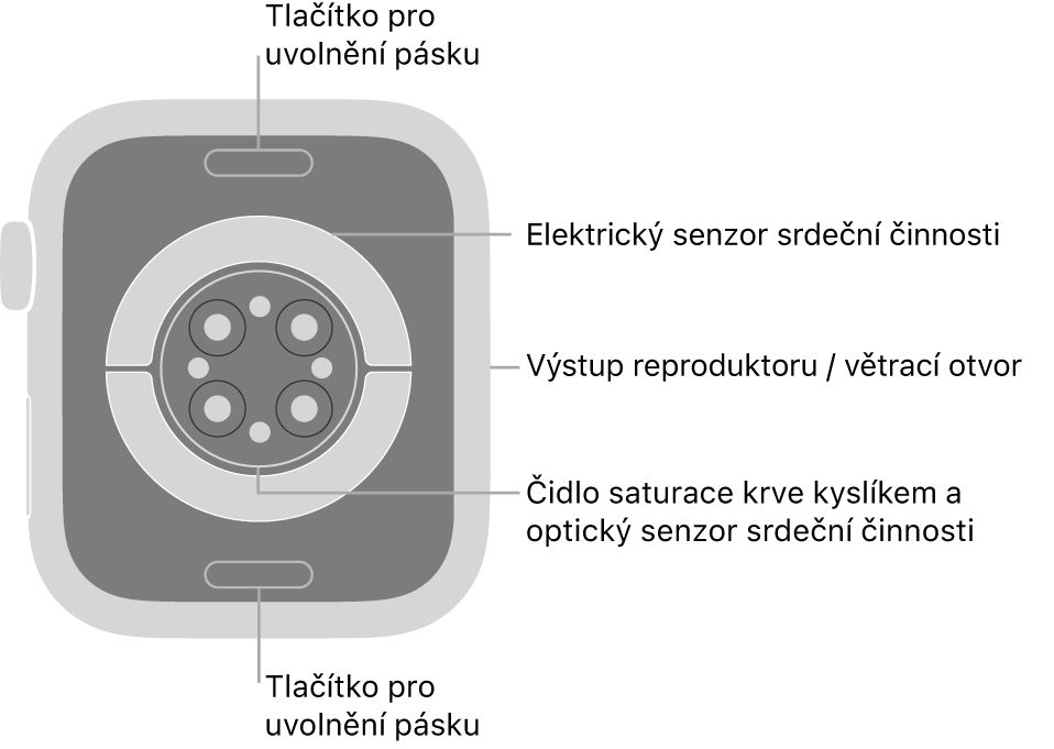 Zadní strana hodinek Apple Watch Series 8: nahoře a dole jsou tlačítka pro uvolnění řemínku, uprostřed elektrická čidla srdeční činnosti, optická čidla srdeční činnosti a čidla pro měření hladiny kyslíku v krvi a na boku je reproduktor a větrací otvor.